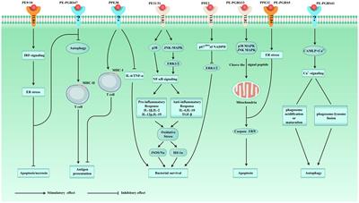 Immunological effects of the PE/PPE family proteins of Mycobacterium tuberculosis and related vaccines